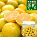 和歌山県 JA紀南 糖度13度以上厳選みかん 超小粒「ゆら早生(わんぱくミニ)」3Sサイズ 約3キロ(50玉前後) 送料無料 みかん 蜜柑 柑橘 小玉みかん