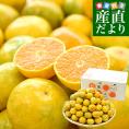 和歌山県 JA紀南 糖度13度以上厳選みかん 超小粒「ゆら早生(わんぱくミニ)」3Sサイズ 約5キロ(80玉前後) 送料無料 みかん 蜜柑 柑橘 小玉みかん