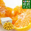 熊本県 JAたまな みかん 豊福早生（高糖度選別） 約4キロ SからMサイズ（40玉から50玉前後） 蜜柑 みかん ミカン 送料無料