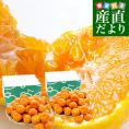 熊本県 JAたまな 糖度選別みかん 約2キロ×2箱 MからSSサイズ (合計40玉から60玉前後) 送料無料 蜜柑 みかん ミカン