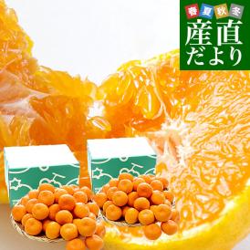 熊本県 JAたまな 糖度選別みかん 約2キロ×2箱 MからSSサイズ (合計40玉から60玉前後) 送料無料 蜜柑 みかん ミカン