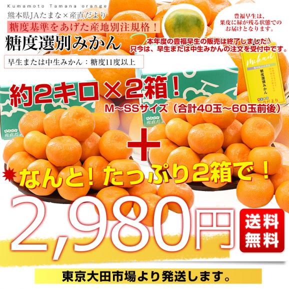 熊本県 JAたまな 糖度選別みかん 約2キロ&times;2箱 MからSSサイズ (合計40玉から60玉前後) 送料無料 蜜柑 みかん ミカン03