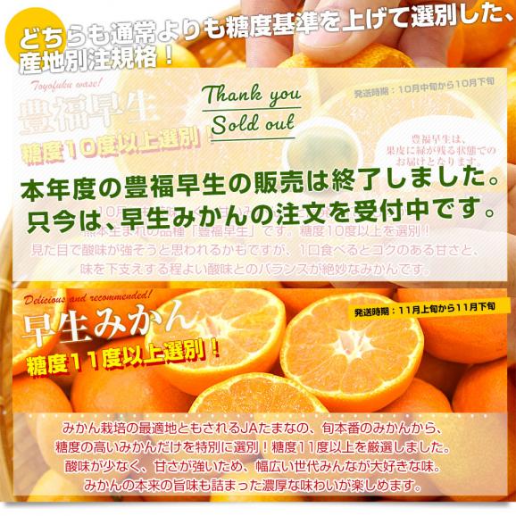 熊本県 JAたまな 糖度選別みかん 約2キロ×2箱 MからSSサイズ (合計40玉から60玉前後) 送料無料 蜜柑 みかん ミカン04
