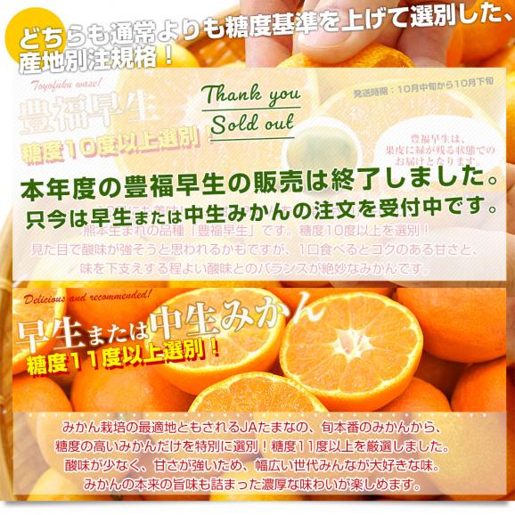 熊本県 JAたまな 糖度選別みかん 約2キロ&times;2箱 MからSSサイズ (合計40玉から60玉前後) 送料無料 蜜柑 みかん ミカン04