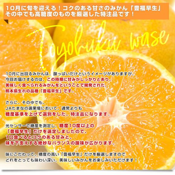 熊本県 JAたまな みかん 豊福早生（高糖度選別） 約4キロ SからMサイズ（40玉から50玉前後） 蜜柑 みかん ミカン 送料無料04