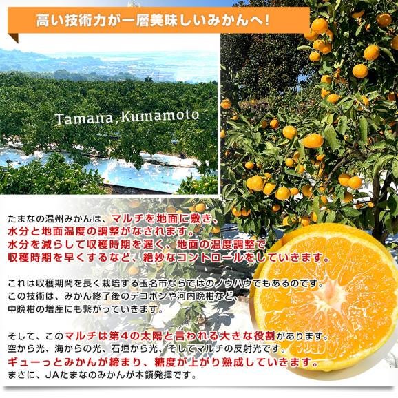 熊本県 JAたまな みかん 豊福早生（高糖度選別） 約4キロ SからMサイズ（40玉から50玉前後） 蜜柑 みかん ミカン 送料無料06