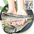 北海道から直送 北海道厚岸産 一夜干しこまい 2Lサイズ 化粧箱 1箱 500ｇ（11尾前後） 送料無料 氷下魚 コマイ シーフード ※クール冷凍便