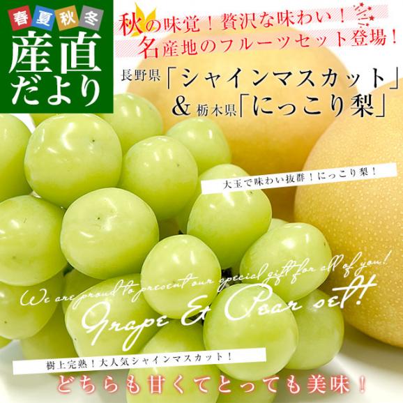 長野県 「シャインマスカット」 1房(約500g)＆栃木県 「にっこり梨」 2玉(約1キロ) セット 送料無料 ぶどう なし クール便02