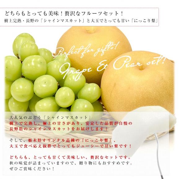 長野県 「シャインマスカット」 1房(約500g)＆栃木県 「にっこり梨」 2玉(約1キロ) セット 送料無料 ぶどう なし クール便04