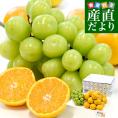長野県 「シャインマスカット」 1房(約500g)＆熊本県 JA熊本果実連 ブランドみかん「肥のさきがけ」Sサイズ 約1.5キロ セット 送料無料 ぶどう みかん
