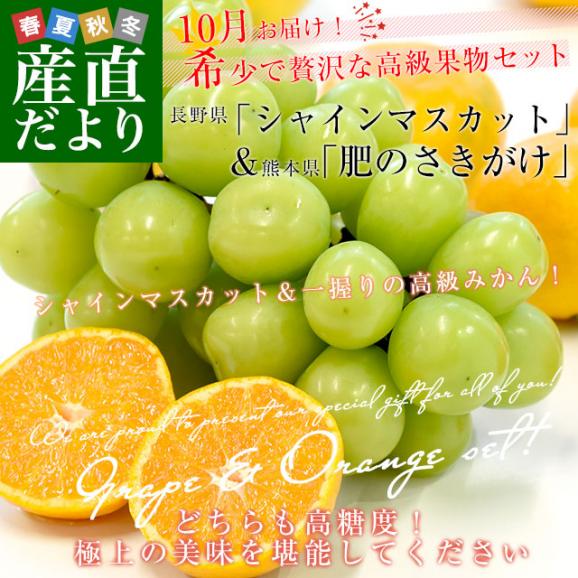 長野県 「シャインマスカット」 1房(約500g)＆熊本県 JA熊本果実連 ブランドみかん「肥のさきがけ」Sサイズ 約1.5キロ セット 送料無料 ぶどう みかん02