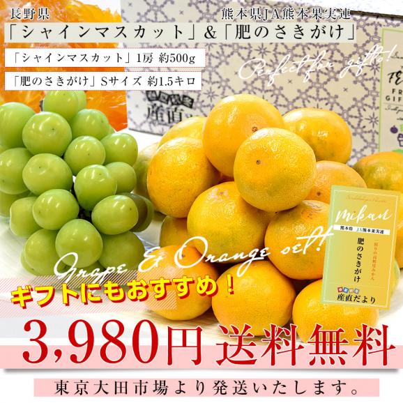 長野県 「シャインマスカット」 1房(約500g)＆熊本県 JA熊本果実連 ブランドみかん「肥のさきがけ」Sサイズ 約1.5キロ セット 送料無料 ぶどう みかん03