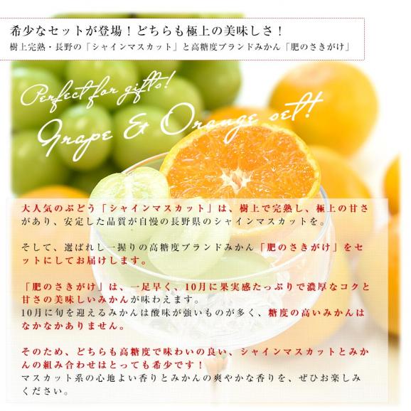 長野県 「シャインマスカット」 1房(約500g)＆熊本県 JA熊本果実連 ブランドみかん「肥のさきがけ」Sサイズ 約1.5キロ セット 送料無料 ぶどう みかん04