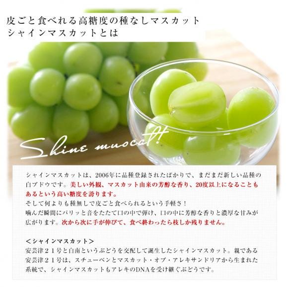 長野県 「シャインマスカット」 1房(約500g)＆熊本県 JA熊本果実連 ブランドみかん「肥のさきがけ」Sサイズ 約1.5キロ セット 送料無料 ぶどう みかん05