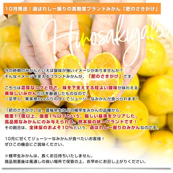 長野県 「シャインマスカット」 1房(約500g)＆熊本県 JA熊本果実連 ブランドみかん「肥のさきがけ」Sサイズ 約1.5キロ セット 送料無料 ぶどう みかん06