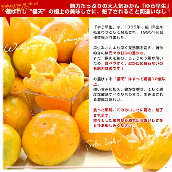 和歌山県 JA紀南 糖度12度以上厳選「ゆら早生」等級：極天 LからSサイズ 約5キロ(40玉から60玉前後) 送料無料 みかん 蜜柑 柑橘05