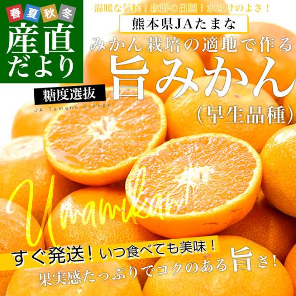 熊本県 JAたまな 糖度選抜  旨みかん(早生品種) 約4キロ SからMサイズ（40玉から50玉前後）送料無料 蜜柑 みかん ミカン02