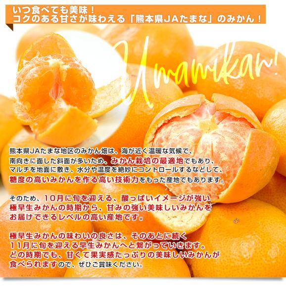 熊本県 JAたまな 糖度選抜  旨みかん(早生品種) 約4キロ SからMサイズ（40玉から50玉前後）送料無料 蜜柑 みかん ミカン04