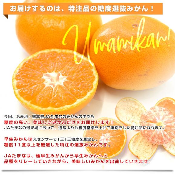 熊本県 JAたまな 糖度選抜  旨みかん(早生品種) 約4キロ SからMサイズ（40玉から50玉前後）送料無料 蜜柑 みかん ミカン05