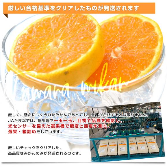 熊本県 JAたまな 糖度選抜  旨みかん(早生品種) 約4キロ SからMサイズ（40玉から50玉前後）送料無料 蜜柑 みかん ミカン06
