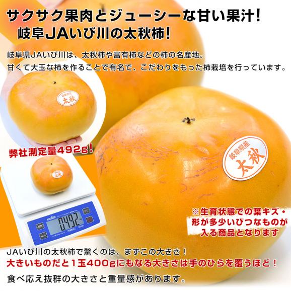 岐阜県 JAいび川 ご家庭用訳あり 太秋柿(たいしゅうかき) 3.5キロ前後(8玉から10玉入り) 送料無料 大玉柿 柿 かき 市場発送04