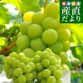 長野県産 シャインマスカット　約1キロ（2房）送料無料 ぶどう ブドウ 種なしぶどう　市場発送