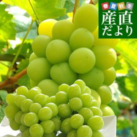 長野県産 シャインマスカット　約1キロ（2房）送料無料 ぶどう ブドウ 種なしぶどう　市場発送 御歳暮 お歳暮 ギフト
