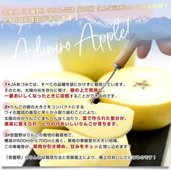 長野県産 JAあづみ 安曇野 シナノゴールド 約3キロ （8玉から10玉） 送料無料 りんご 林檎 市場発送05