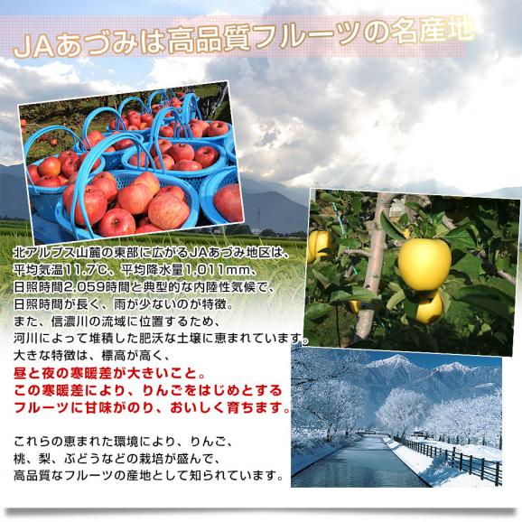 長野県産 JAあづみ 安曇野 シナノゴールド 約3キロ （8玉から10玉） 送料無料 りんご 林檎 市場発送06