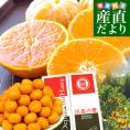 長崎県 JA全農ながさき 最高級みかん 出島の華 約5キロ SからLサイズ (40玉から60玉前後) 送料無料 蜜柑 みかん ミカン