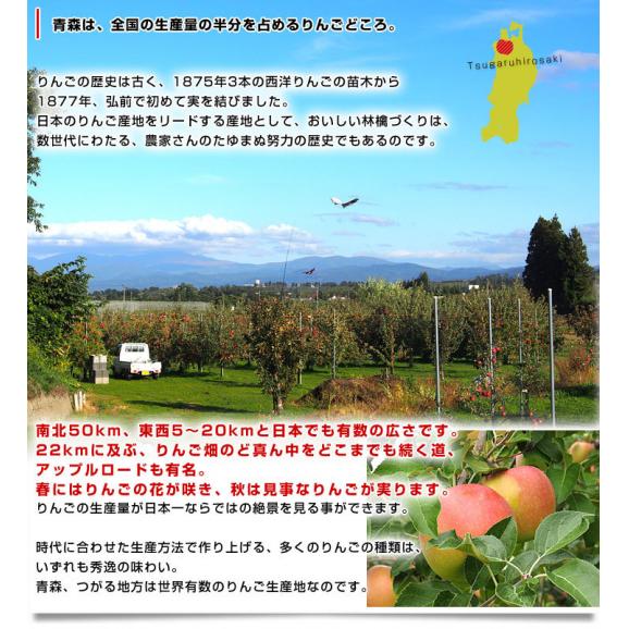 青森県より産地直送 JAつがる弘前 シナノスイート 約3キロ (9玉から13玉) 送料無料 りんご リンゴ 林檎05