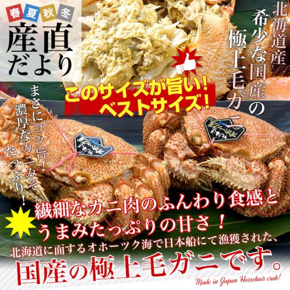 北海道より直送 北海道産 「浜ゆで 毛ガニ」450g前後×2尾入 送料無料　かに カニ 毛ガニ 毛がに 毛蟹 ギフト02