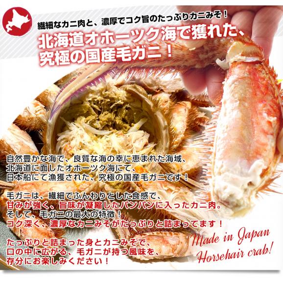 北海道より直送 北海道産 「浜ゆで 毛ガニ」450g前後×2尾入 送料無料　かに カニ 毛ガニ 毛がに 毛蟹 ギフト04