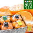 【お歳暮 ギフト】4大産地の最上級みかん4種詰め合わせ（和歌山 SQ・愛媛 味ピカ・静岡 天下糖一・熊本 草枕） ⅬからSサイズ 合計約2.8キロ（各種6玉から9玉×4入り） 送料無料