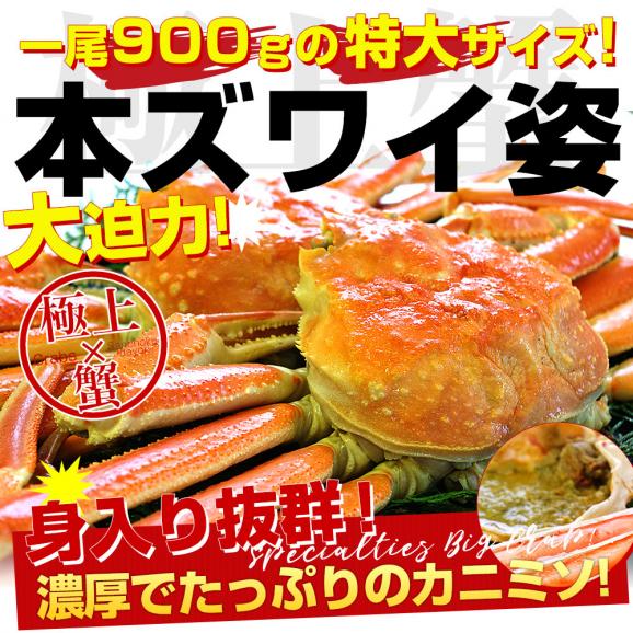 北海道より直送 特大 ボイル本ズワイガニ姿 原箱 2.7キロ（1尾900g×3尾）送料無料 ズワイ かに カニ 蟹04