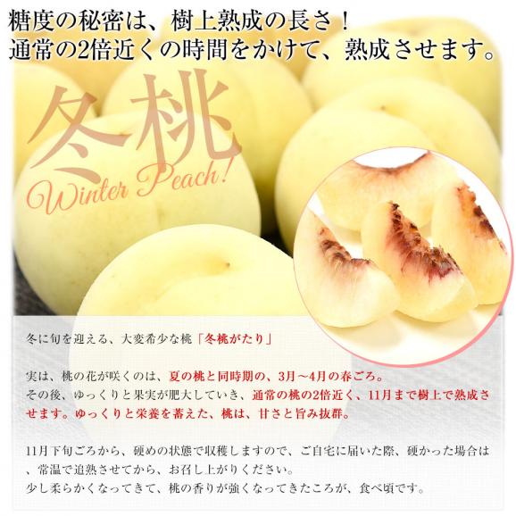 岡山県 JA晴れの国岡山「冬桃がたり」等級：エース 約1.3キロ （5玉から9玉入り） 化粧箱 送料無料 桃 モモ ピーチ05