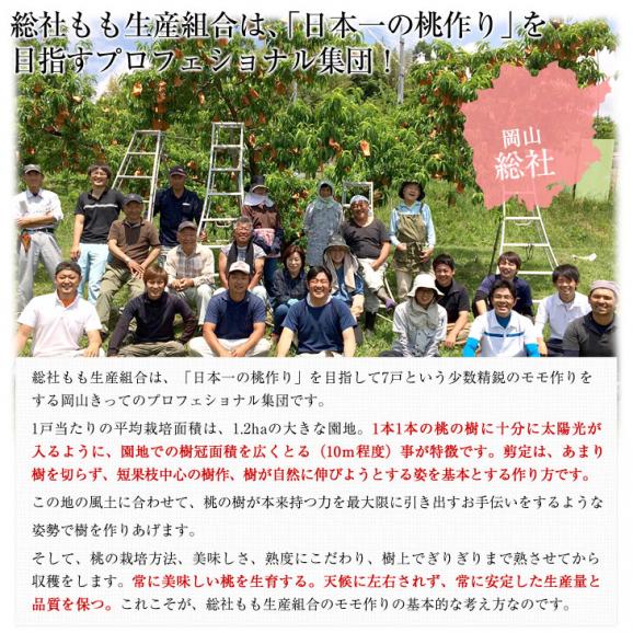 岡山県 JA晴れの国岡山「冬桃がたり」等級：エース 約1.3キロ （5玉から9玉入り） 化粧箱 送料無料 桃 モモ ピーチ06