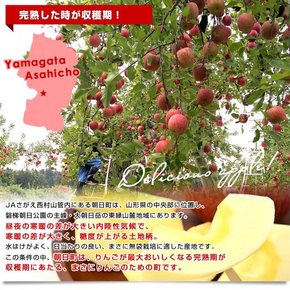 山形県産 JAさがえ西村山 朝日町のサンふじ 約3キロ (10玉から14玉) 送料無料 りんご リンゴ 林檎 市場発送06