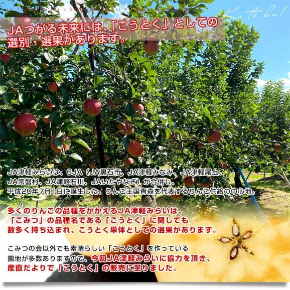 青森産 JA津軽みらい こうとく（高徳）　約1.8キロ (8玉から9玉) 送料無料 りんご リンゴ 林檎 市場発送05