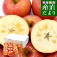 青森産 JA津軽みらい こうとく（高徳） 2.5キロ前後  (12玉から13玉) 送料無料 りんご リンゴ 林檎 市場発送