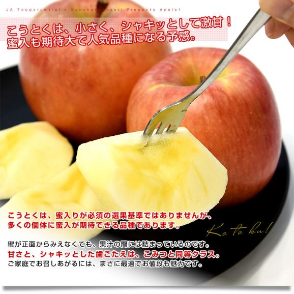 青森産 JA津軽みらい こうとく（高徳） 2.5キロ前後  (12玉から13玉) 送料無料 りんご リンゴ 林檎 市場発送06