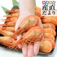 北海道より直送 特大 北海シマエビ Ｌサイズ 500ｇ(20尾前後) 送料無料 しまえび 縞えび エビ