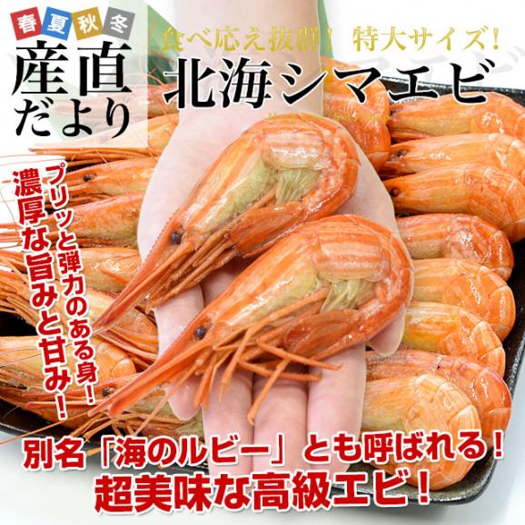 北海道より直送 特大 北海シマエビ Ｌサイズ 500ｇ(20尾前後) 送料無料 しまえび 縞えび エビ02