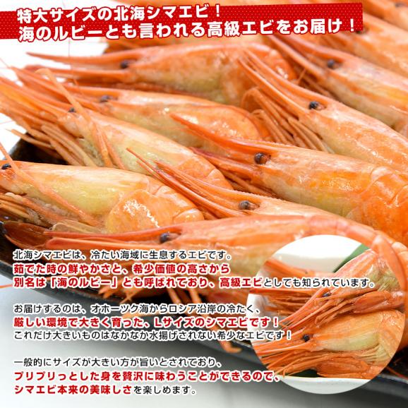 北海道より直送 特大 北海シマエビ Ｌサイズ 500ｇ(20尾前後) 送料無料 しまえび 縞えび エビ04