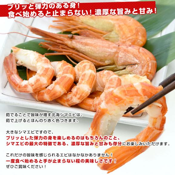 北海道より直送 特大 北海シマエビ Ｌサイズ 500ｇ(20尾前後) 送料無料 しまえび 縞えび エビ05