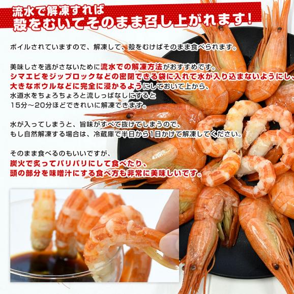 北海道より直送 特大 北海シマエビ Ｌサイズ 500ｇ(20尾前後) 送料無料 しまえび 縞えび エビ06