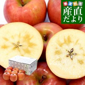 青森産 JA津軽みらい こうとく（高徳）　約1.8キロ (8玉から9玉) 送料無料 りんご リンゴ 林檎 市場発送