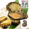 北海道より直送 北海道産 蝦夷アワビ140ｇ×2個入り 送料無料 あわび　えぞ鮑 鮑