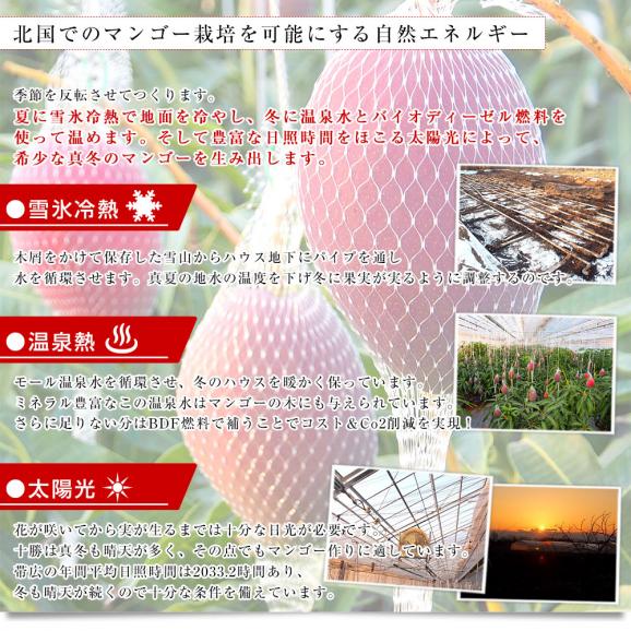 北海道から産地直送 十勝音更町産 十勝完熟マンゴー Mサイズ2個 北海道から産地直送 十勝音更町産 十勝完熟マンゴー Mサイズ2個