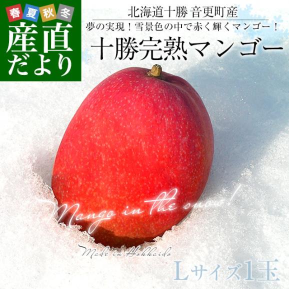 北海道から産地直送　十勝音更町産　十勝完熟マンゴー　Lサイズ1玉（310gから349g）　まんごー 送料無料02